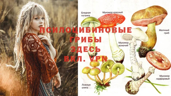прущие грибы Арсеньев